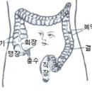 대장균은 섬유소 분해, 유산균은 숙변제거, 대변만들기 이미지