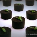 이영애농장 이미지