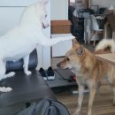 오초 Daum카페