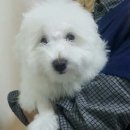 서울한빛동물병원 이미지