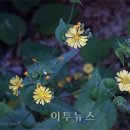 고들빼기연구회