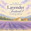 금물결팜 | 2026 고성 하니라벤더팜 라벤더축제 총정리🌿 | 6월 가볼 만한 곳, 프로그램·체험·일정 한눈에!