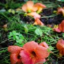 GS25 담양백동점 이미지