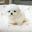 야옹아 멍멍해봐 강아지고양이 평택점 | 서산강아지분양 고양이분양 야옹아 멍멍해봐 강아지고양이 평택점