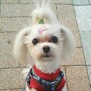 올스타동물의료센터 이미지