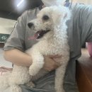 다양하개 | 의정부 애견동반 강아지 실내 카페 대만족후기 애견카페 다양하개 의정부본점