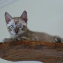 미파캐터리 이미지