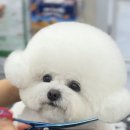 바비펫샵 | 행신동 애견미용실 바비펫샵 비숑 토토 스포팅 귀툭컷 미용 후기♥