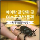 풍뎅이 별관 | 롯데몰 동부산점 별관 여주곤충박물관 팝업 후기 부산 아이랑 가볼만한 곳