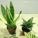 플랜테리어 홈가드닝 이미지