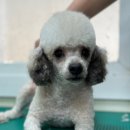 토이켄넬 | 토리♥노랑 자견 토이푸들분양을 앞두고계시다면 남양주켄넬로 오세요!