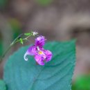물봉선(Impatiens textorii Miq.) 이미지