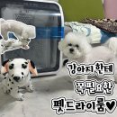 우리드라이방 | 기능이 다양해서 만족스러운 세이버 퐁고 강아지 펫드라이룸 추천