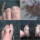 닥터피쉬
