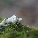 수정난풀 Monotropa uniflora L. 이미지