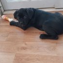 꽃보다 강쥐 이미지