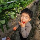 버팀목농원 이미지