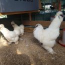 초원농장 이미지