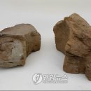 토성식품