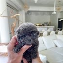 포포퍼피 이미지