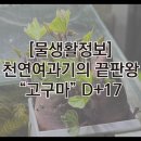 D-17 이미지