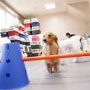 조이 애견 유치원 이미지