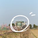농업기술센터 | [김해] 벚꽃길 산책, 왕벚나무 숲길(feat. 포토존)
