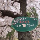 꽃보라개 이미지