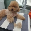 사개절펫살롱