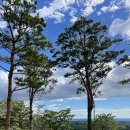 소노펠리체 델피노 이미지