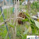 두란농장 이미지