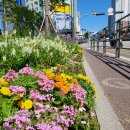 꽃길만걷자 이미지