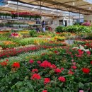 경기꽃화훼 이미지