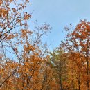 10월31일(토) 국립 제천 치유의 숲 이미지