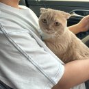 고양이이발관(부천신중동점) 이미지