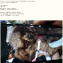서울 강서구 까치산역 인근 갈색푸들 유기견 발견 (임보중) 이미지