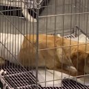 오룡 동물병원 이미지