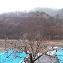 고향에봄 이미지