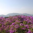 보성 `녹차밭`과 `일림산 철축` 이미지