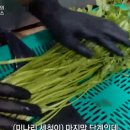 싱그러운청도로(봄) 이미지