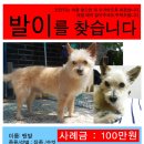 발발이