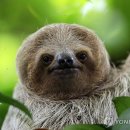 나무늘보 이미지