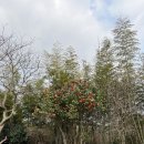 매화1공원 이미지