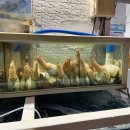 가조회식당 | [거제도맛집][가조회식당] 거제 코끼리조개, 여기서 드셔야 하는 이유
