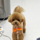 댕댕이발소 이미지