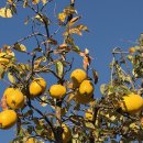 마음의 힐링 - 향기로운 독서심리치료 | [강의 후기] 향기로운 격려, 노란 모과처럼 ㅣ 대구지방교정청 포항교도소 포항심리치료센터