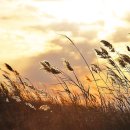 다대포의 저녁노을 이미지