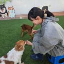 양평군농업기술센터 본소 | 유기견 봉사활동 후기 양평군 품 유기동물보호센터