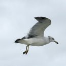 볼음도길 이미지