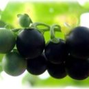 청포도 이미지